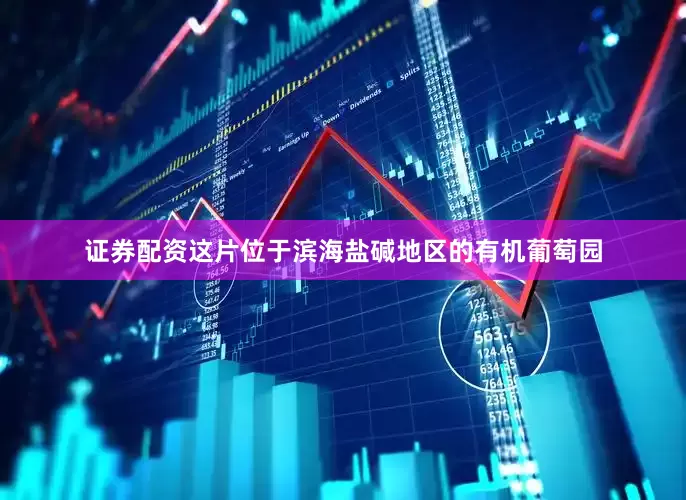 证券配资这片位于滨海盐碱地区的有机葡萄园